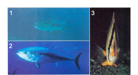 diferentes tipos de peces